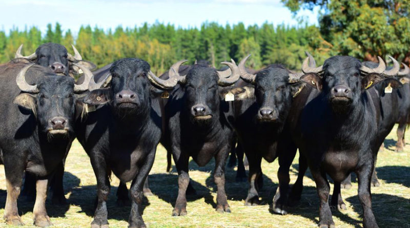 ६४ वर्ष पछि फेला पर्यो अनौठो चरा, आधा मानिस, आधा पंक्षी !