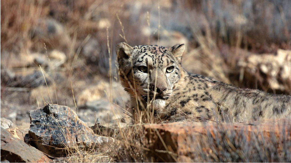 ६४ वर्ष पछि फेला पर्यो अनौठो चरा, आधा मानिस, आधा पंक्षी !