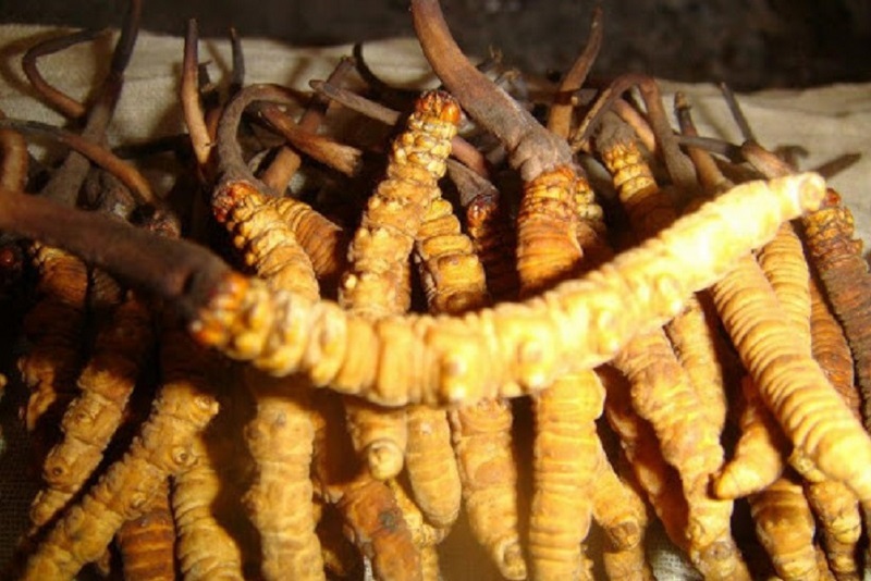 ६४ वर्ष पछि फेला पर्यो अनौठो चरा, आधा मानिस, आधा पंक्षी !