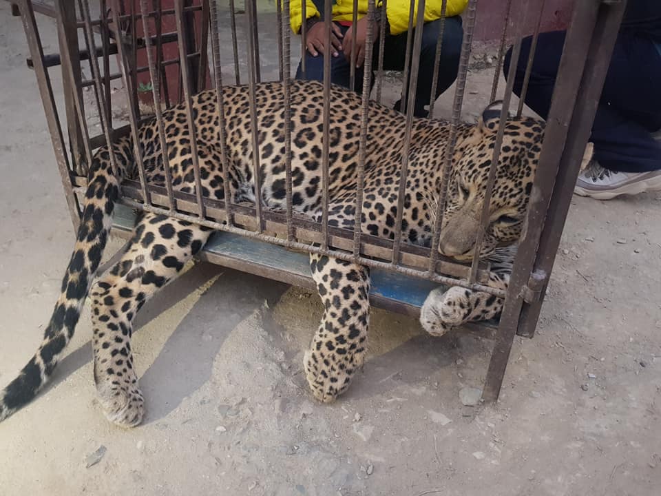 ६४ वर्ष पछि फेला पर्यो अनौठो चरा, आधा मानिस, आधा पंक्षी !