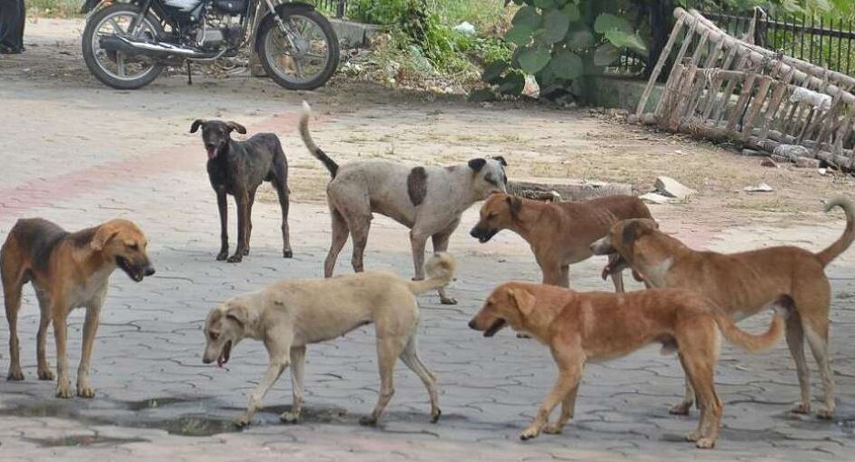 ६४ वर्ष पछि फेला पर्यो अनौठो चरा, आधा मानिस, आधा पंक्षी !