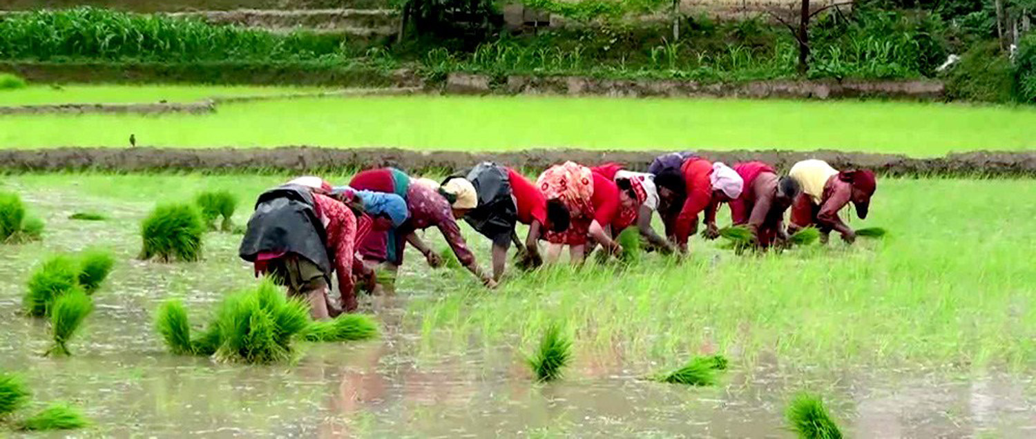 ६४ वर्ष पछि फेला पर्यो अनौठो चरा, आधा मानिस, आधा पंक्षी !