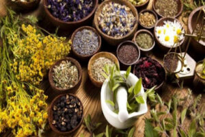 यार्सा लगायत जडीबुटी सङ्कलन बृद्धि