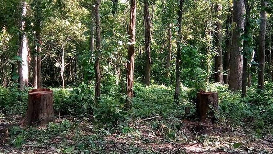 ६४ वर्ष पछि फेला पर्यो अनौठो चरा, आधा मानिस, आधा पंक्षी !