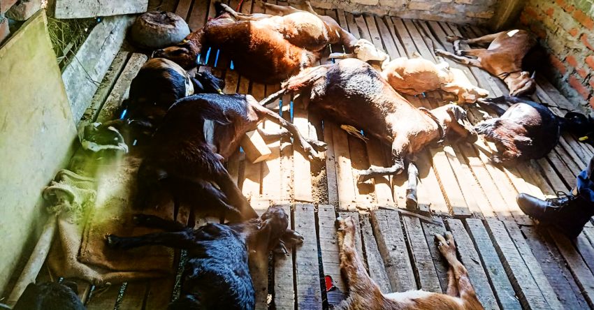 ६४ वर्ष पछि फेला पर्यो अनौठो चरा, आधा मानिस, आधा पंक्षी !