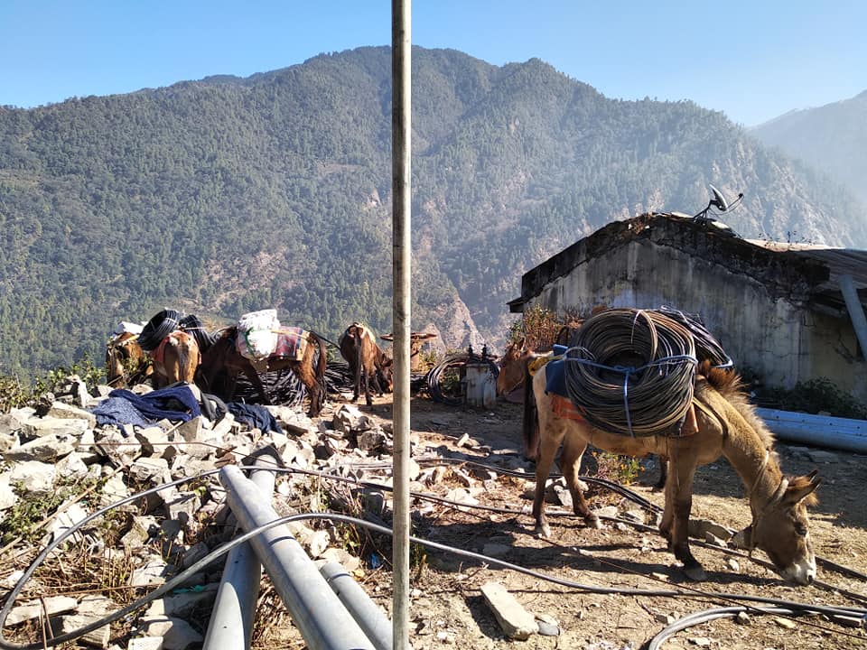 ६४ वर्ष पछि फेला पर्यो अनौठो चरा, आधा मानिस, आधा पंक्षी !