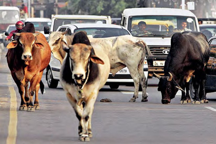 ६४ वर्ष पछि फेला पर्यो अनौठो चरा, आधा मानिस, आधा पंक्षी !