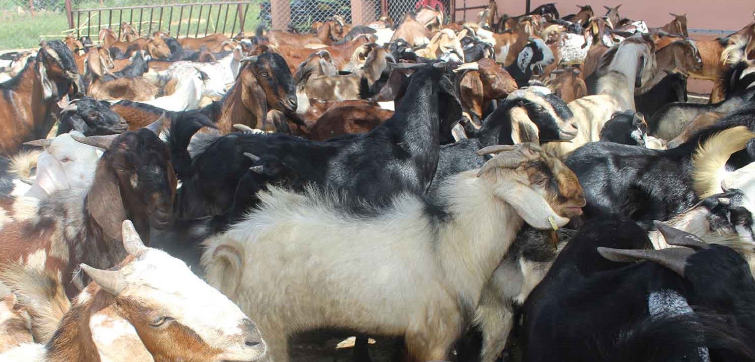 ६४ वर्ष पछि फेला पर्यो अनौठो चरा, आधा मानिस, आधा पंक्षी !