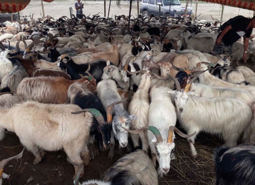 ६४ वर्ष पछि फेला पर्यो अनौठो चरा, आधा मानिस, आधा पंक्षी !