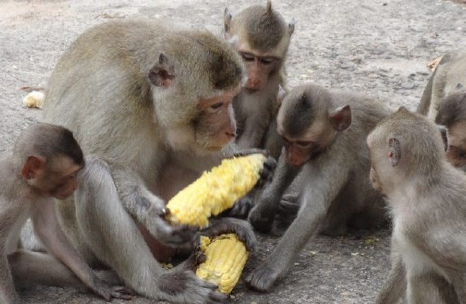 ६४ वर्ष पछि फेला पर्यो अनौठो चरा, आधा मानिस, आधा पंक्षी !
