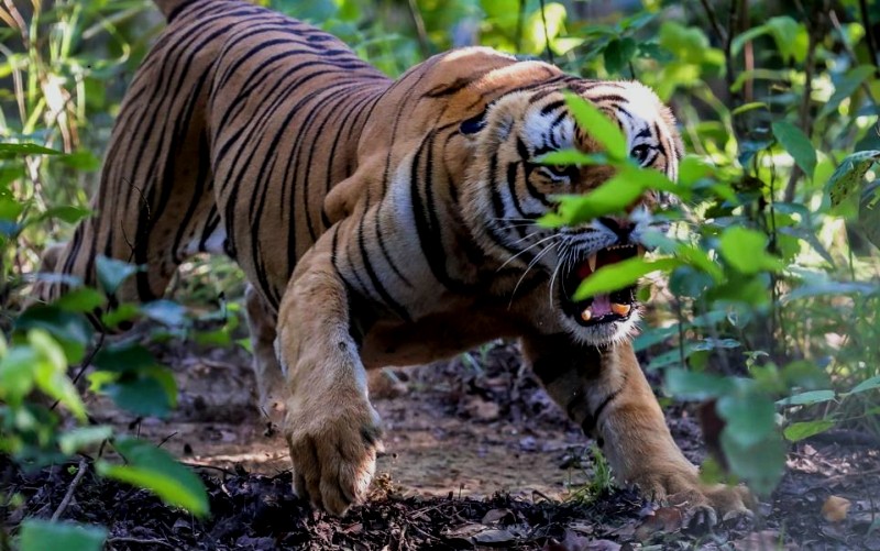 ६४ वर्ष पछि फेला पर्यो अनौठो चरा, आधा मानिस, आधा पंक्षी !