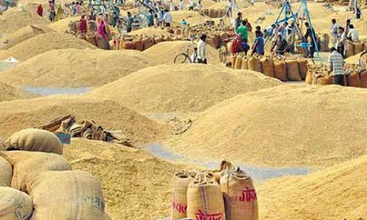 ६४ वर्ष पछि फेला पर्यो अनौठो चरा, आधा मानिस, आधा पंक्षी !