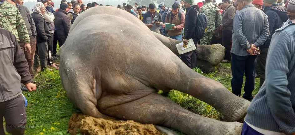 ६४ वर्ष पछि फेला पर्यो अनौठो चरा, आधा मानिस, आधा पंक्षी !