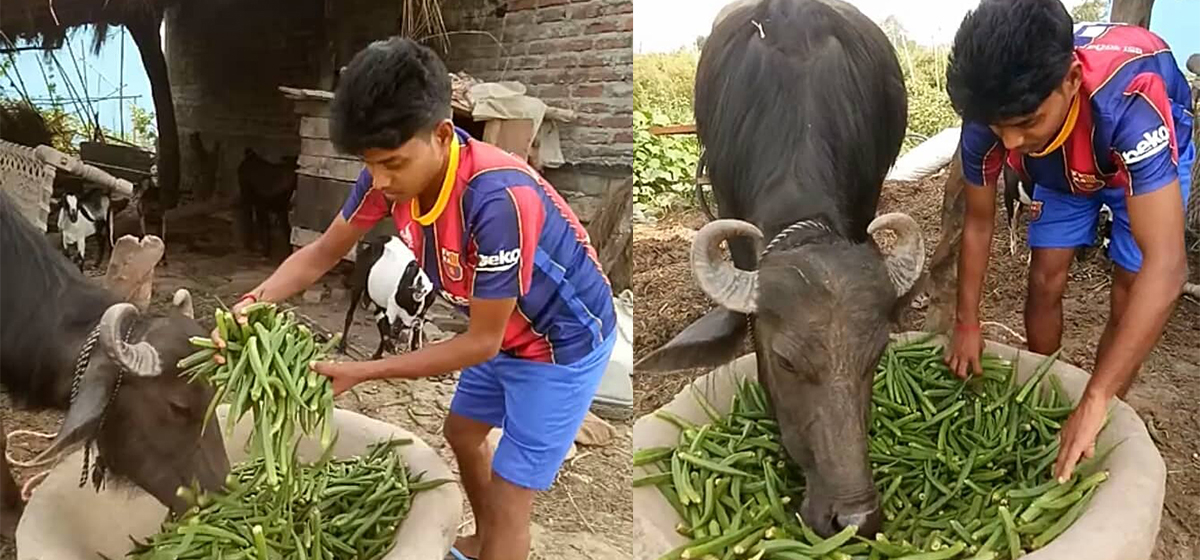 ६४ वर्ष पछि फेला पर्यो अनौठो चरा, आधा मानिस, आधा पंक्षी !