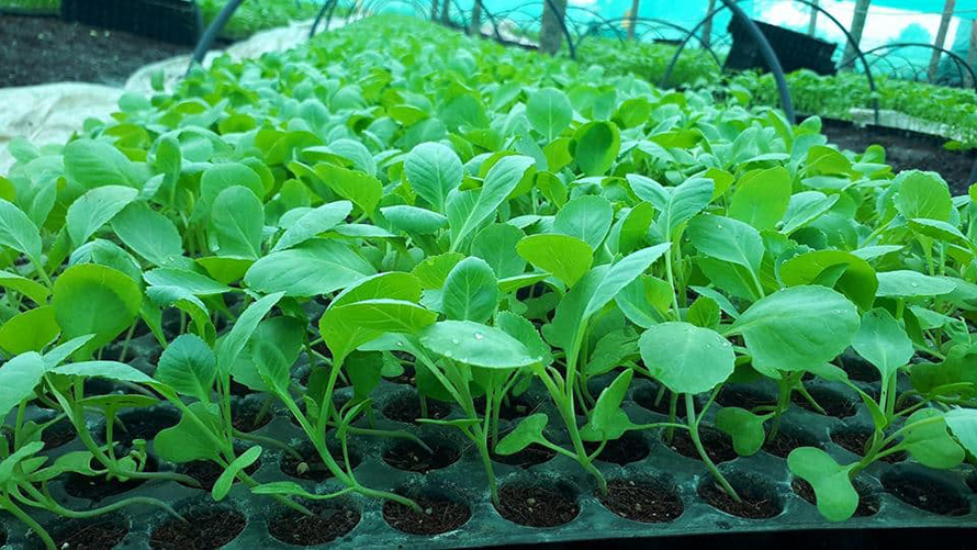 ६४ वर्ष पछि फेला पर्यो अनौठो चरा, आधा मानिस, आधा पंक्षी !