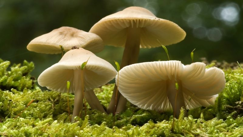 ६४ वर्ष पछि फेला पर्यो अनौठो चरा, आधा मानिस, आधा पंक्षी !