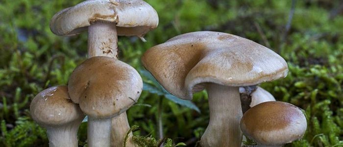 ६४ वर्ष पछि फेला पर्यो अनौठो चरा, आधा मानिस, आधा पंक्षी !