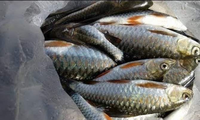 ६४ वर्ष पछि फेला पर्यो अनौठो चरा, आधा मानिस, आधा पंक्षी !