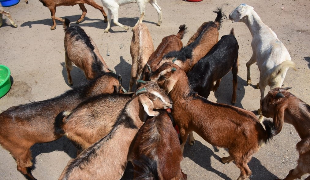 ६४ वर्ष पछि फेला पर्यो अनौठो चरा, आधा मानिस, आधा पंक्षी !
