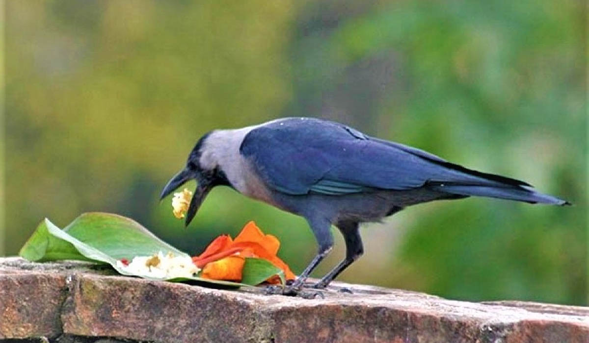 ६४ वर्ष पछि फेला पर्यो अनौठो चरा, आधा मानिस, आधा पंक्षी !