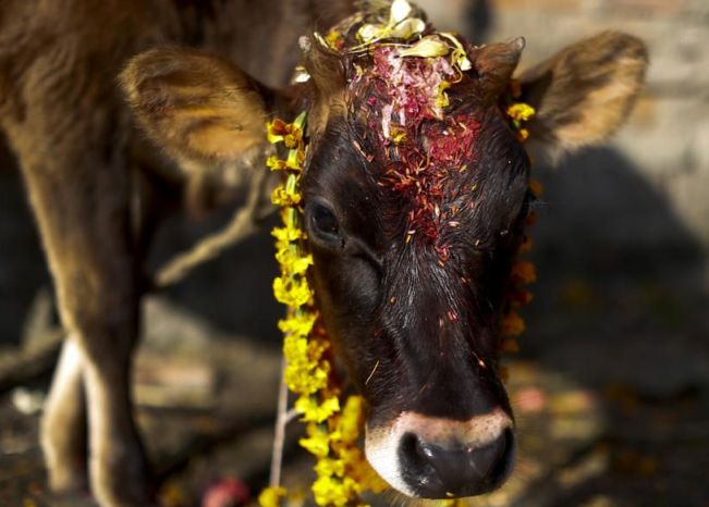 ६४ वर्ष पछि फेला पर्यो अनौठो चरा, आधा मानिस, आधा पंक्षी !