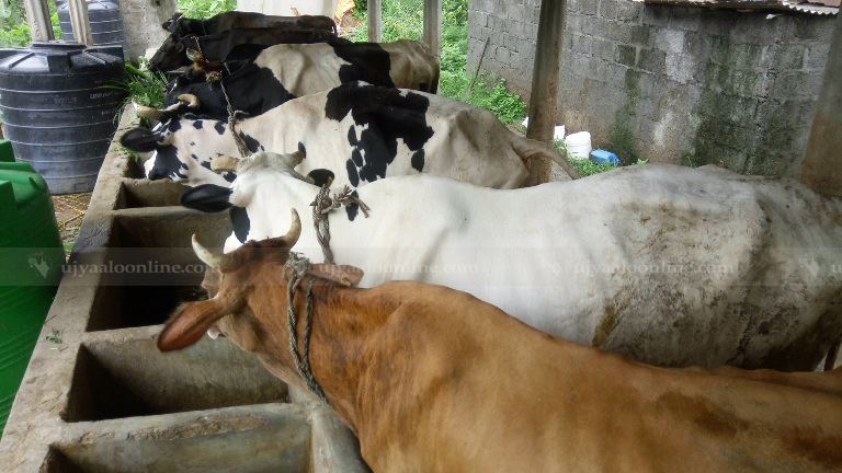 ६४ वर्ष पछि फेला पर्यो अनौठो चरा, आधा मानिस, आधा पंक्षी !