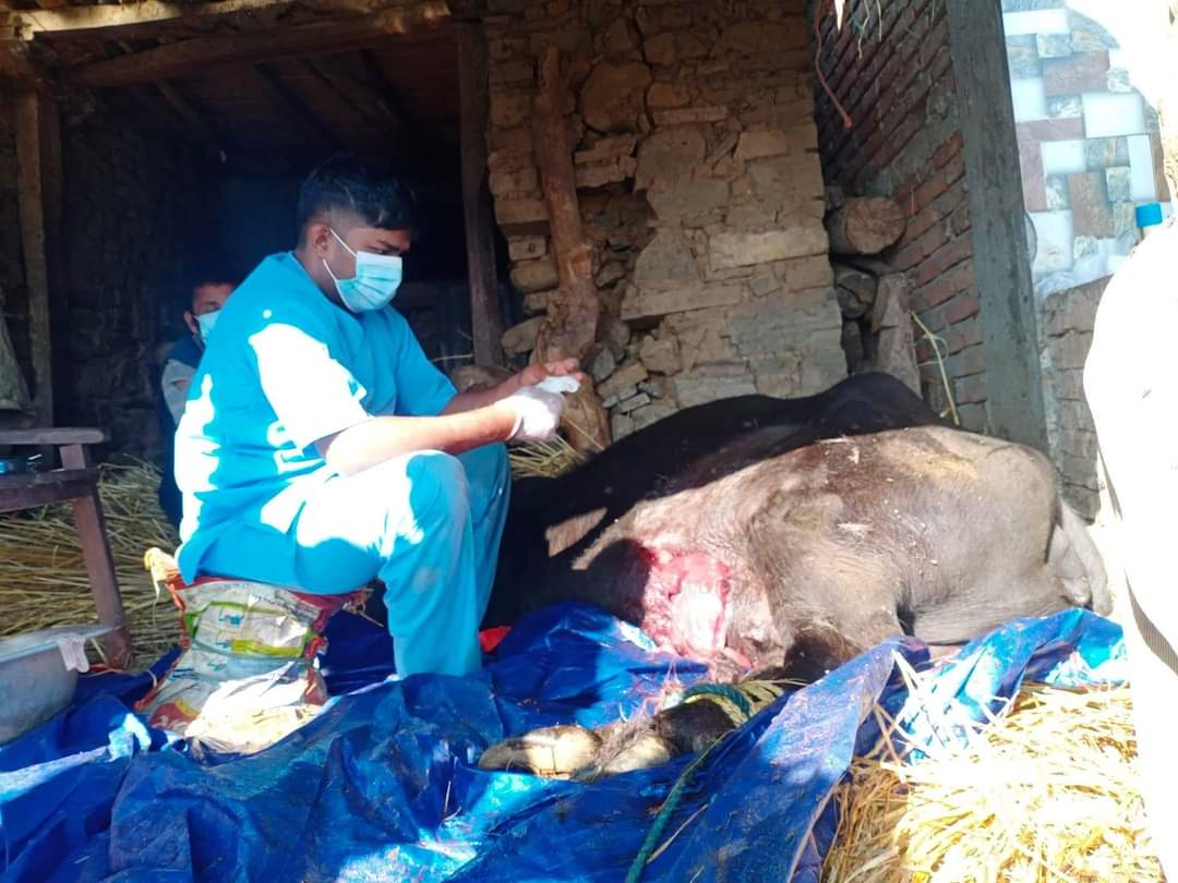६४ वर्ष पछि फेला पर्यो अनौठो चरा, आधा मानिस, आधा पंक्षी !