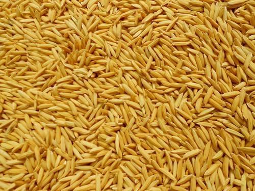 ६४ वर्ष पछि फेला पर्यो अनौठो चरा, आधा मानिस, आधा पंक्षी !