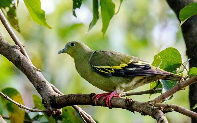६४ वर्ष पछि फेला पर्यो अनौठो चरा, आधा मानिस, आधा पंक्षी !