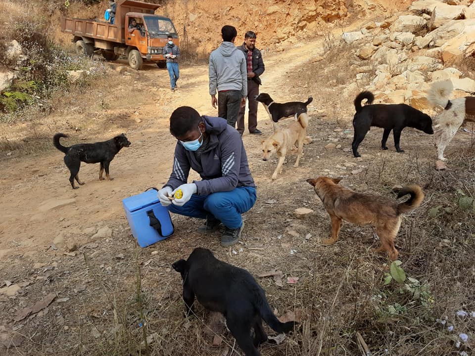 ६४ वर्ष पछि फेला पर्यो अनौठो चरा, आधा मानिस, आधा पंक्षी !