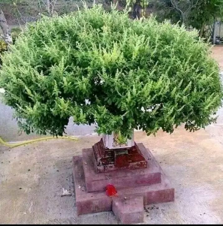 ६४ वर्ष पछि फेला पर्यो अनौठो चरा, आधा मानिस, आधा पंक्षी !