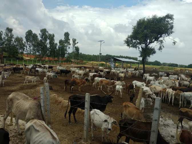 ६४ वर्ष पछि फेला पर्यो अनौठो चरा, आधा मानिस, आधा पंक्षी !