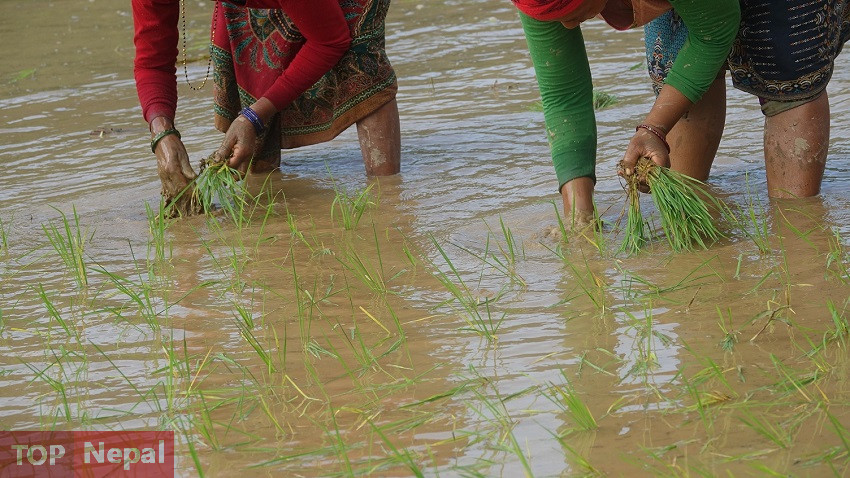 ६४ वर्ष पछि फेला पर्यो अनौठो चरा, आधा मानिस, आधा पंक्षी !