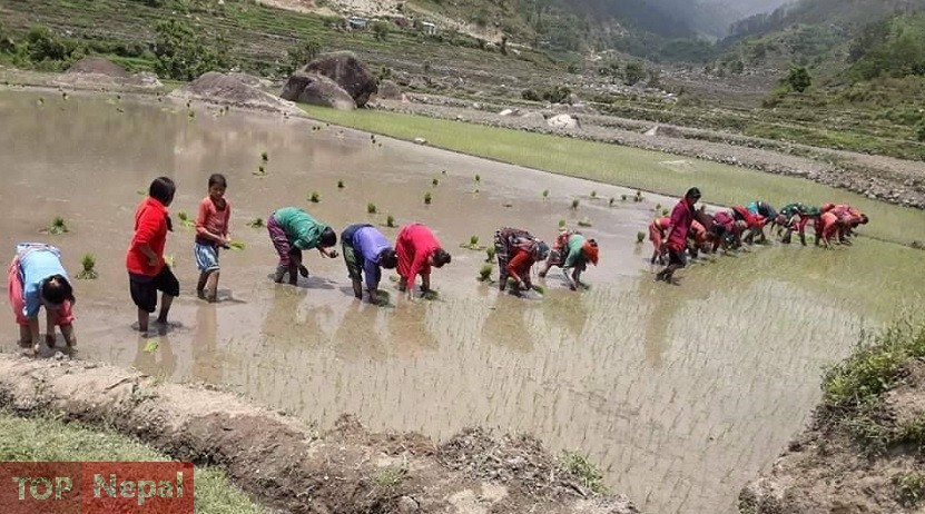६४ वर्ष पछि फेला पर्यो अनौठो चरा, आधा मानिस, आधा पंक्षी !