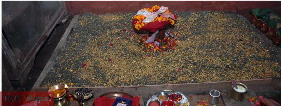 ६४ वर्ष पछि फेला पर्यो अनौठो चरा, आधा मानिस, आधा पंक्षी !