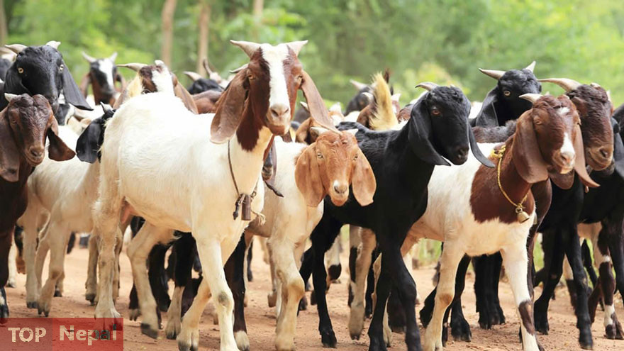 ६४ वर्ष पछि फेला पर्यो अनौठो चरा, आधा मानिस, आधा पंक्षी !