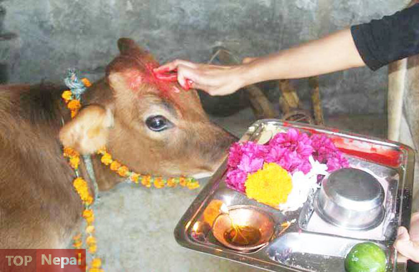 ६४ वर्ष पछि फेला पर्यो अनौठो चरा, आधा मानिस, आधा पंक्षी !