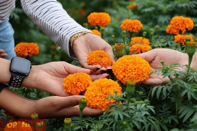 ६४ वर्ष पछि फेला पर्यो अनौठो चरा, आधा मानिस, आधा पंक्षी !