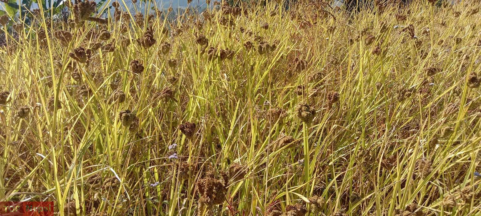 ६४ वर्ष पछि फेला पर्यो अनौठो चरा, आधा मानिस, आधा पंक्षी !