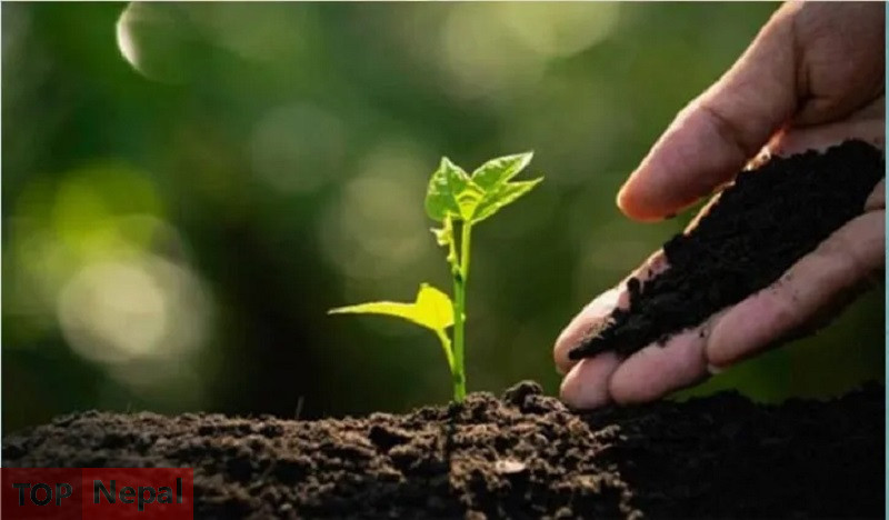 ६४ वर्ष पछि फेला पर्यो अनौठो चरा, आधा मानिस, आधा पंक्षी !