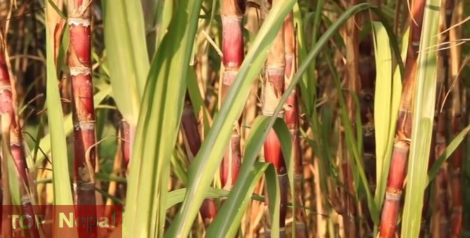 ६४ वर्ष पछि फेला पर्यो अनौठो चरा, आधा मानिस, आधा पंक्षी !