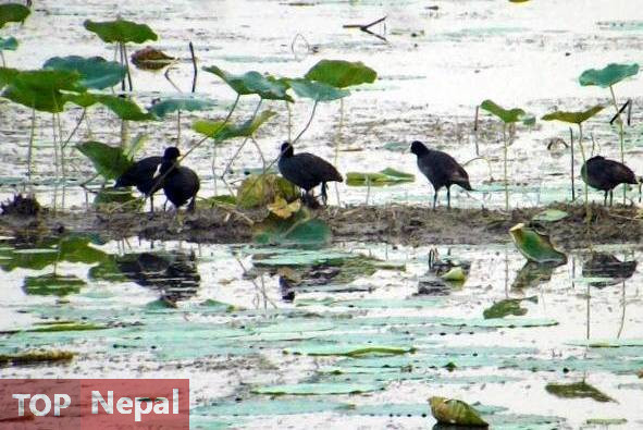 ६४ वर्ष पछि फेला पर्यो अनौठो चरा, आधा मानिस, आधा पंक्षी !