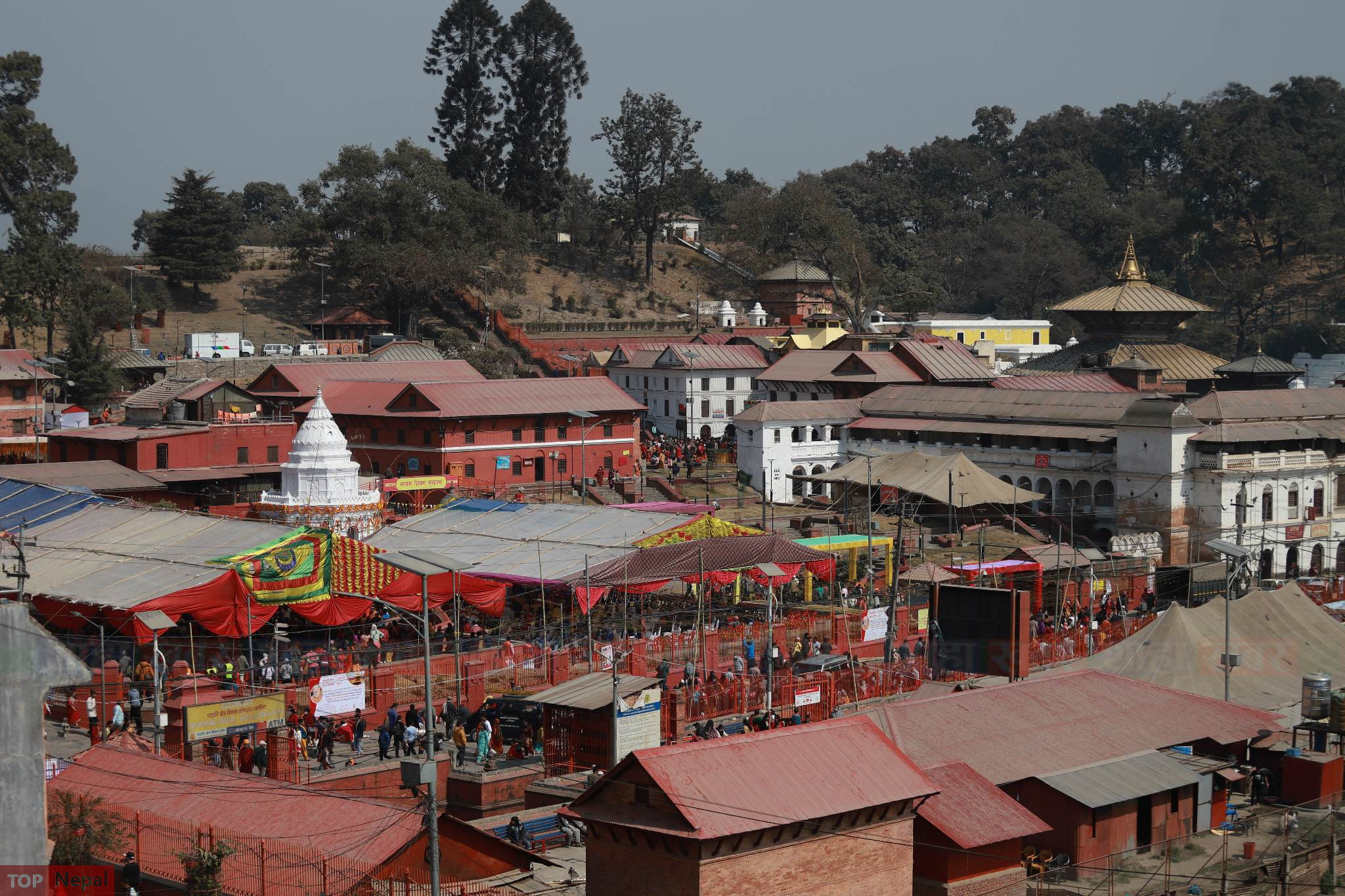 ६४ वर्ष पछि फेला पर्यो अनौठो चरा, आधा मानिस, आधा पंक्षी !