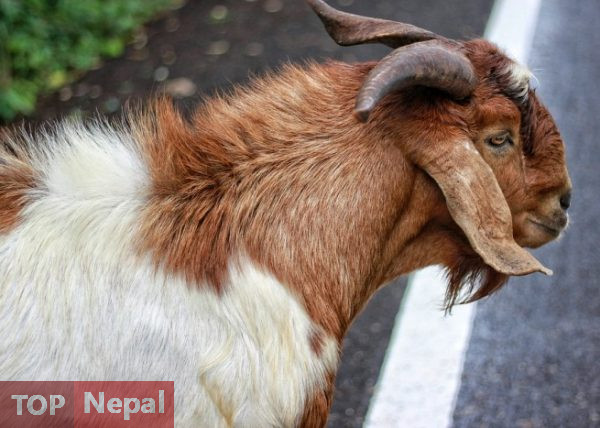 ६४ वर्ष पछि फेला पर्यो अनौठो चरा, आधा मानिस, आधा पंक्षी !