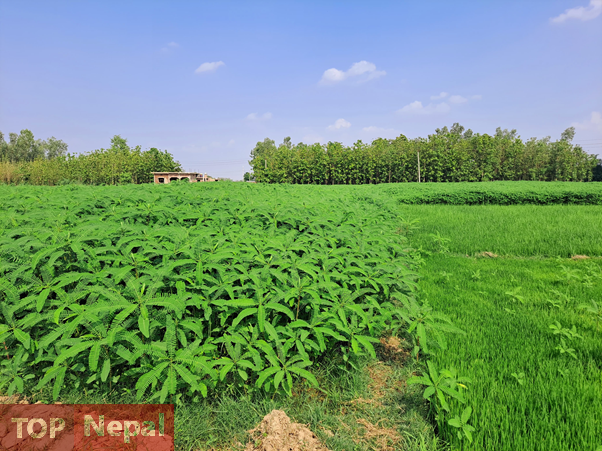 ६४ वर्ष पछि फेला पर्यो अनौठो चरा, आधा मानिस, आधा पंक्षी !