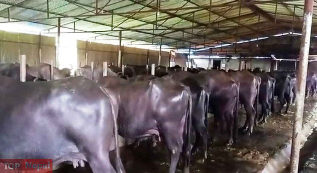 ६४ वर्ष पछि फेला पर्यो अनौठो चरा, आधा मानिस, आधा पंक्षी !