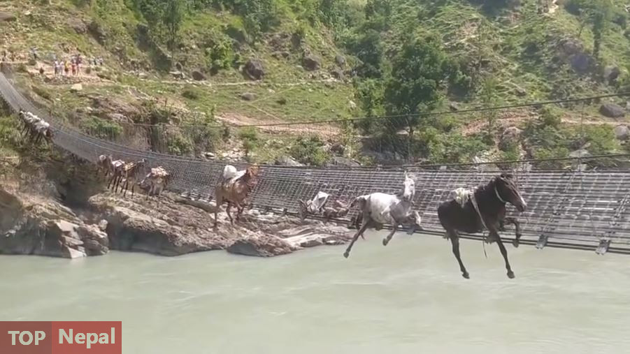 ६४ वर्ष पछि फेला पर्यो अनौठो चरा, आधा मानिस, आधा पंक्षी !