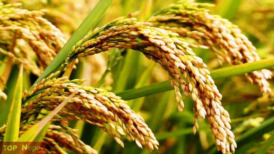 ६४ वर्ष पछि फेला पर्यो अनौठो चरा, आधा मानिस, आधा पंक्षी !