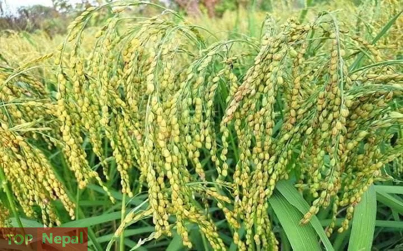 ६४ वर्ष पछि फेला पर्यो अनौठो चरा, आधा मानिस, आधा पंक्षी !