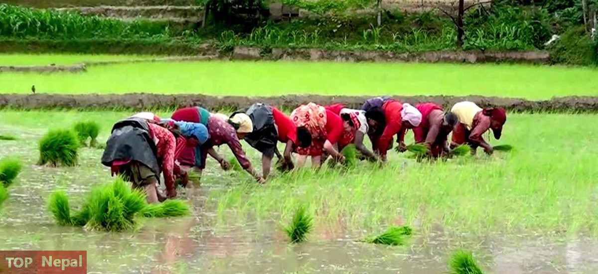 ६४ वर्ष पछि फेला पर्यो अनौठो चरा, आधा मानिस, आधा पंक्षी !